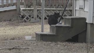 WDSM CATS