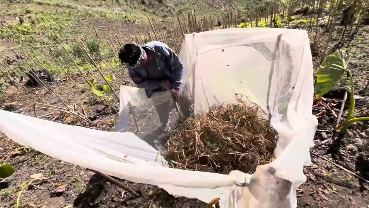 Harvesting local beans (kholar)