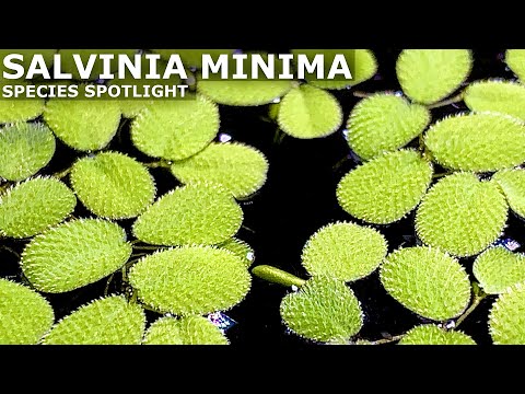 Video: Sjov Salvinia Eared