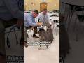 My scary dogs went to a middle school #doglife #bullybreed #dogparents #seniordog