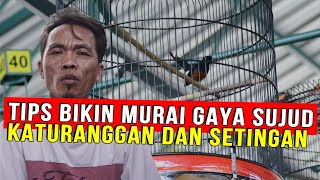 BIKIN MURAI SUJUD TRAH JANTAN VOLUME VS BETI VOLUME