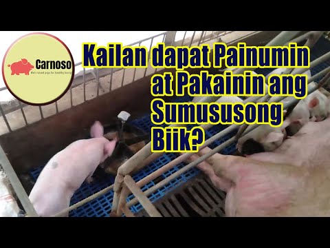 Video: Ano At Kailan Magpapakain Ng Mga Piglet