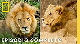 Reino Felino | Felinos Salvajes de India | Nat Geo en Español