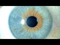 El IrisPlex predice el color de los ojos