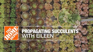 Propagating Succulents with Eileen | Indoor House Plants | The Home Depot