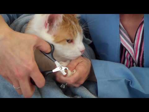 How to Trim a Cat's Nails