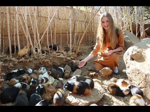 Monkey Park на Тенерифе Парк морских свинок и обезьян Monkey Park на Тенерифе Парк морских свинок и обезьян