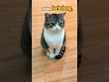 #viralvideo #viralshorts #viralshort #shorts #cat #catlover #pets #viralvideos #animals #funny #fun