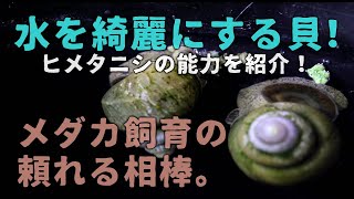 ヒメタニシの驚きの摂食方法とは？何でメダカや淡水魚と相性がいいのかをご紹介！