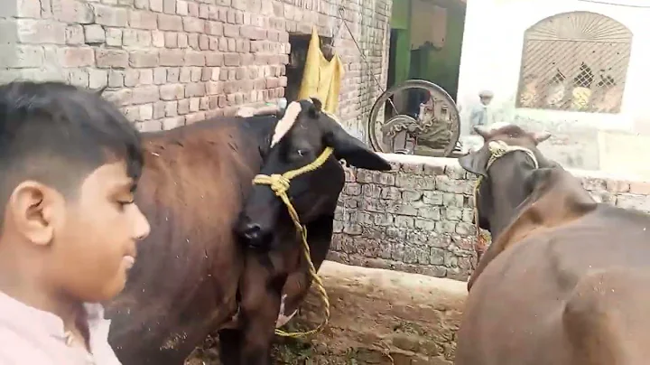 you thought a Karen was bad. Try to pass a Rufus #rufusthebull #redford​ #cow​ #farm​ #video​ #bull​