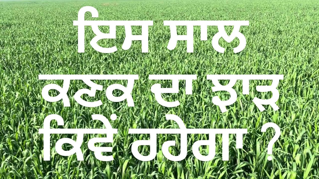 ਇਸ ਸਾਲ ਕਣਕ ਦਾ ਝਾੜ ਕਿਵੇਂ ਰਹੇਗਾ ? #wheat #farming