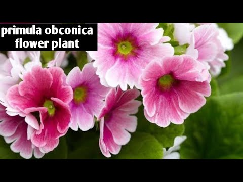 Video: Primula obkonika: beskrivelse, vokser fra frø hjemme