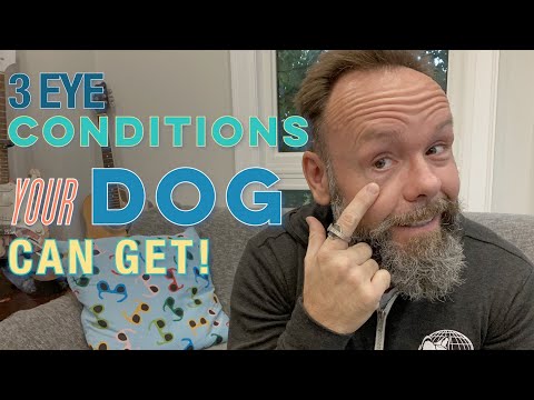 Video: Kodėl rodomas trečiasis mano šunų akių vokelis?
