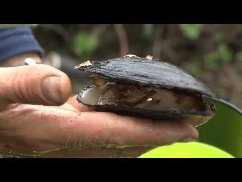 Video: Elvemusling (Dreissena polymorpha): beskrivelse, habitatforhold og rolle i økosystemet