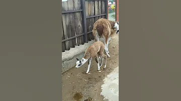 В минском зоопарке у ламы родился детеныш