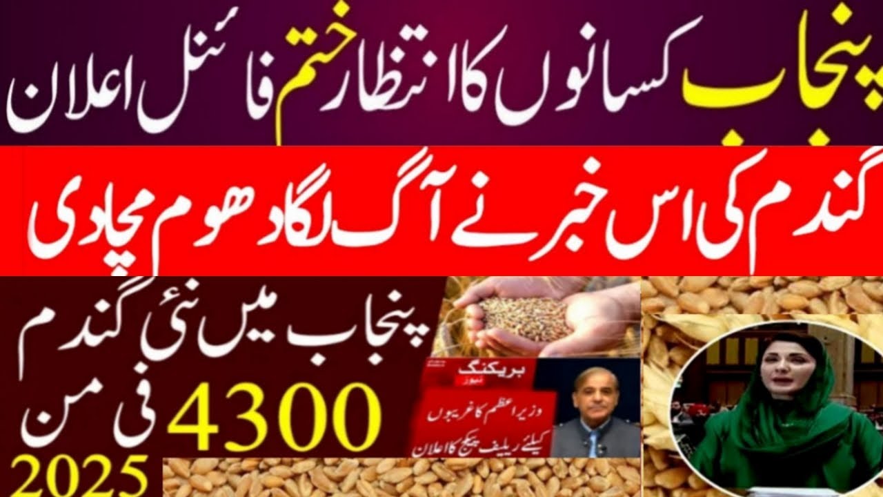 Today wheat price in punjab | گندم کا ریٹ 2025 | gandam rate today ...