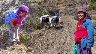 Dhanlaxmi || New help amount  And  Maize Farming ||