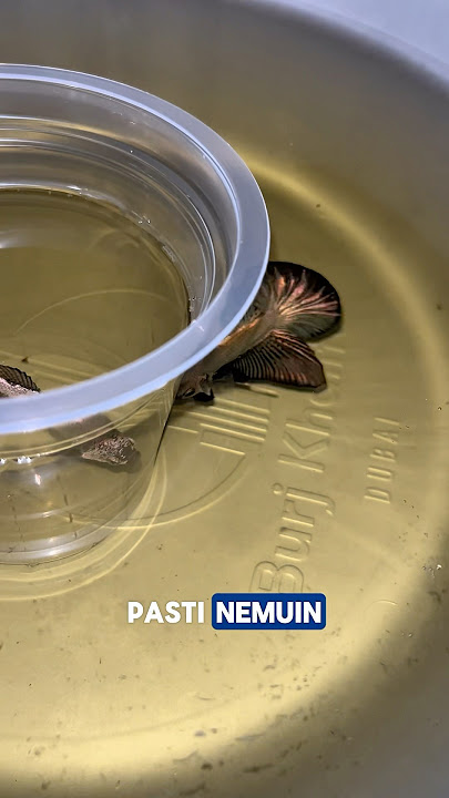 Solusi Buat Indukan Jantan Ikan Cupang Yang Nggak Mau Buat Buih Gelembung Saat Dibreeding !!