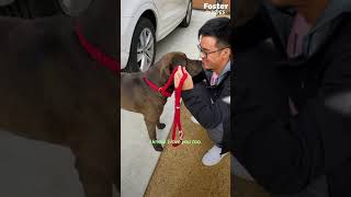 Security camera catches stray dog on woman's doorstep | Dodo lovers Security Camera Catches Stray Dog On Woman S Doorstep The Dodo