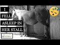 I Fell Asleep In The Foaling Stall // Versatile Horsemanship