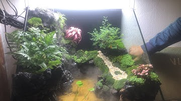 Hồ thuỷ sinh bán cạn đẹp