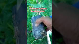 Bambusa Balcooa Bamboo Plant