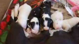 English Bull Terriers