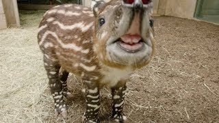 Endangered Baby Tapir Tests His Tiny Trunk Resimi