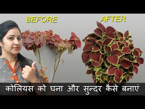 How to Make Coleus Bushy and More Colorful | Making Coleus Plant Bushy with Updates | Bushy Coleus