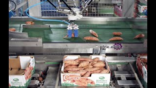 Assatec Sweet Potato Automation Solution with Soft Robotics mGrip screenshot 5