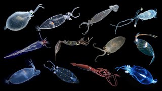 Species Of Glass Squids | Cranchiidae Family #glasssquid #squids