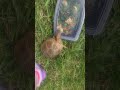 The Starving Box Turtle #feedingtime