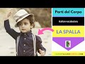 تعلم اللغة الإيطالية مع إيوركا 42#|اعضاء الجسم في اللغه الايطاليه -Parti del Corpo