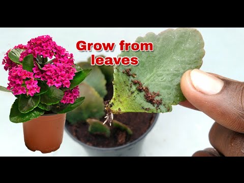 Video: Kukua mimea ya Kalanchoe Succulent: Jifunze Jinsi ya Kutunza Kalanchoe