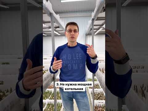 Преимущества выгонки тюльпанов в закрытом помещении 🌷 #выгонкатюльпанов #цветочныйбизнес #тюльпаны
