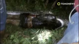 Heboh Ular piton makan manusia hidup-hidup di kota Mamuju