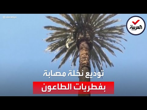بعد إصابتها بالطاعون مشاهد لتوديع نخلة عمرها 100 عام