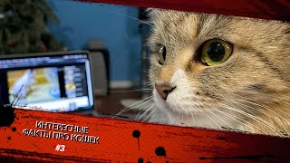 Интересные факты про кошек 3/ Interesting facts about cats