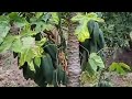 Como hacemos más plantas de babaco (fruta)