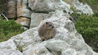 What is a Dassie?  Are they really related to elephants?