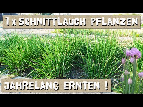 Video: 4 Möglichkeiten, Rai-Gras anzubauen