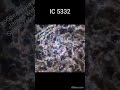 IC 5332. #фізикаЦікаво #астроФізика #астрономія