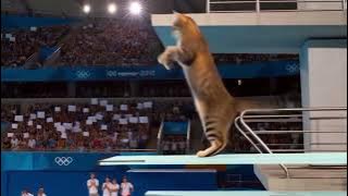Bram trans. Cat swiming pool, loncat indah #kontenkreator