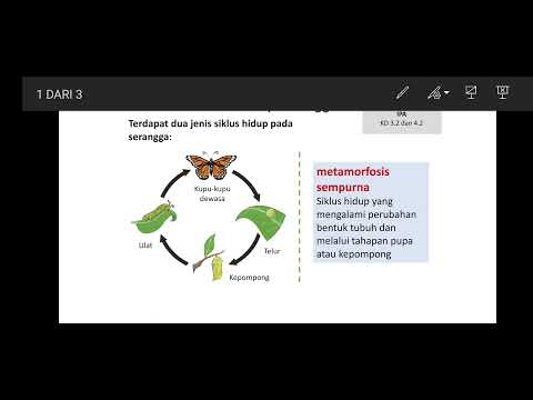 mencirikan siklus hidup serangga.