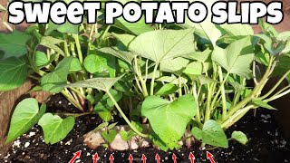 Turn one sweet potato into 1000 sweet potatoes fast and easy growing sweet potato slips