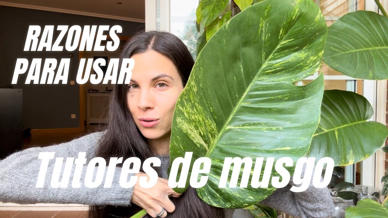 Cómo conseguir hojas más grandes con ayuda de tutores de musgo y claves para sus cuidados