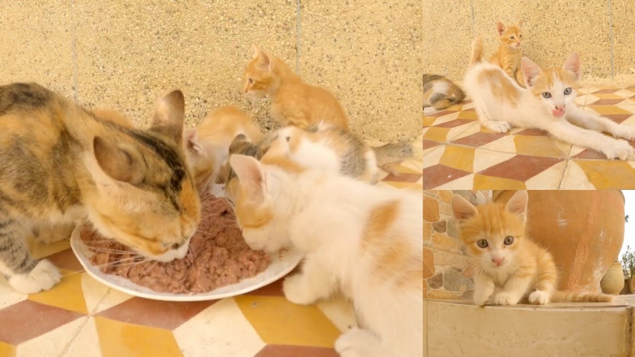I feel happy when feeding stray cats. YouTube
