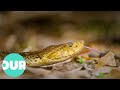 In Search of the Ancient Mayan&#39;s Most Deadly Snake | Our World