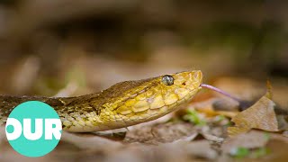 In Search of the Ancient Mayan&#39;s Most Deadly Snake | Our World