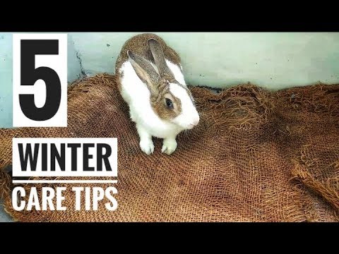 5 Rabbit Winter Care Tips || How to Take Care of Rabbits In Winter || All About Pets